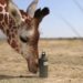WWF’s Elephant vs. Giraffe ad spot