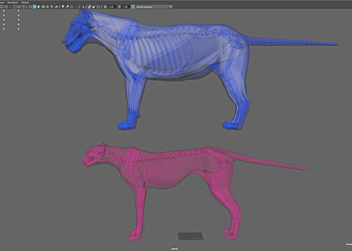Ziva 1.6 available with new Anatomy Transfer tools