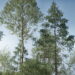 The Grove release 8