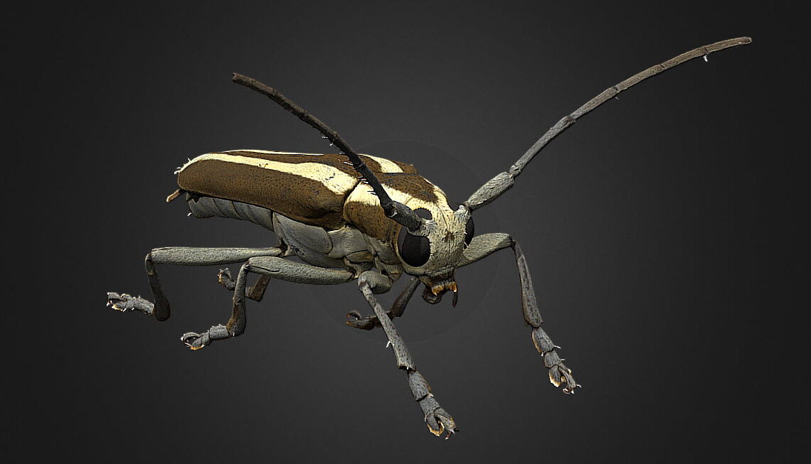 Automatic scanning of small objects