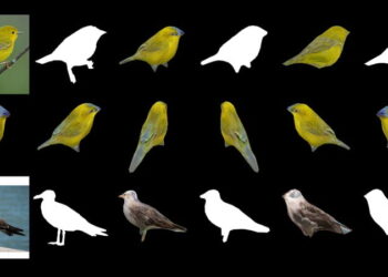 Extracting 3D models from a single 2D image