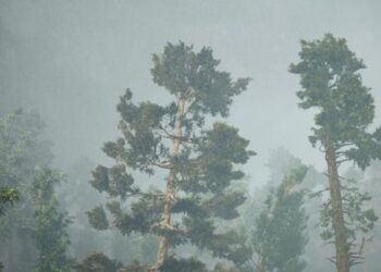 Realistic Tree Simulations in Houdini