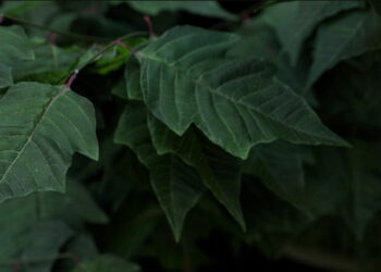 Free PBR leaf materials