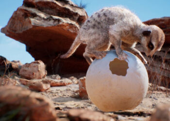 Unreal Meerkat Demo – free download