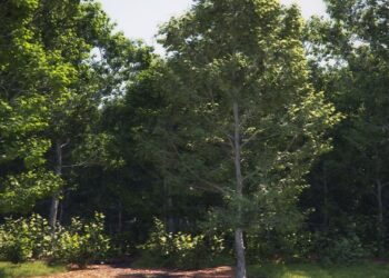 PlantCatalog 2021.1 update