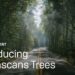 Megascans Trees available in early access