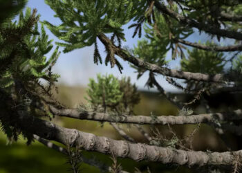 Speedtree 9 released