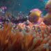 TyFlow school of fish R&D