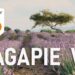 Bagapie Assets and Modifier 7 for Blender released