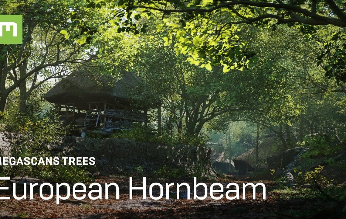 European Hornbeam Megascans trees released