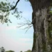 Speedtree 9.5 released with new leaf editing and procedural detail tools