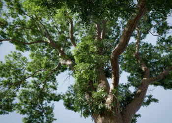 The Grove 2.1 released