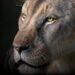 Blender 5.2 LTS released